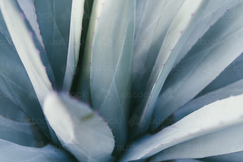 Agave parryi closeup - Australian Stock Image