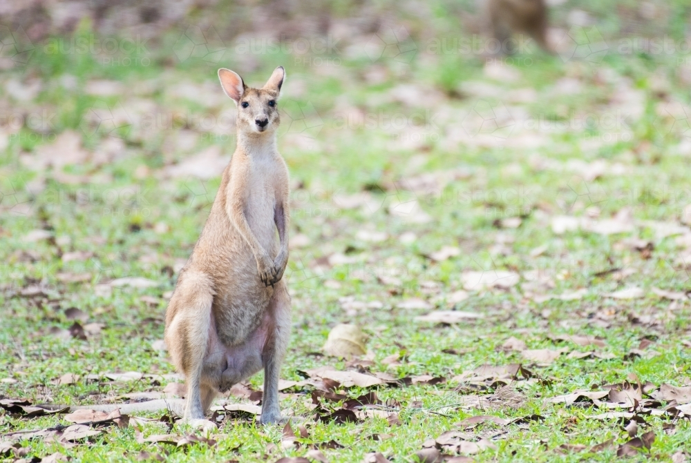 Agile wallaby standing alert in the wild - Australian Stock Image