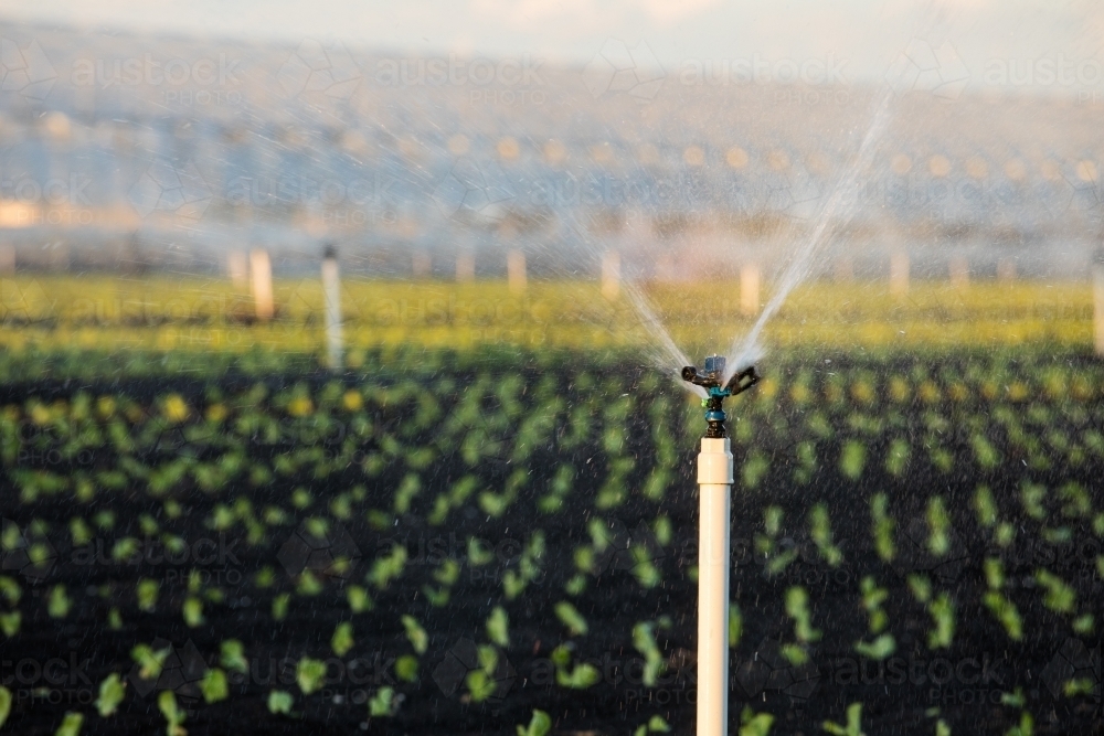 Agricultural sprinkler operating over small rows of plants. Gatton, Queensland - Australian Stock Image