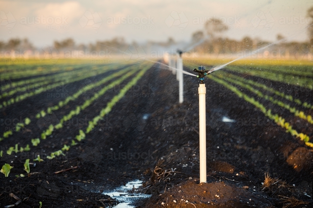 Agricultural sprinkler operating over small rows of plants. Gatton, Queensland - Australian Stock Image