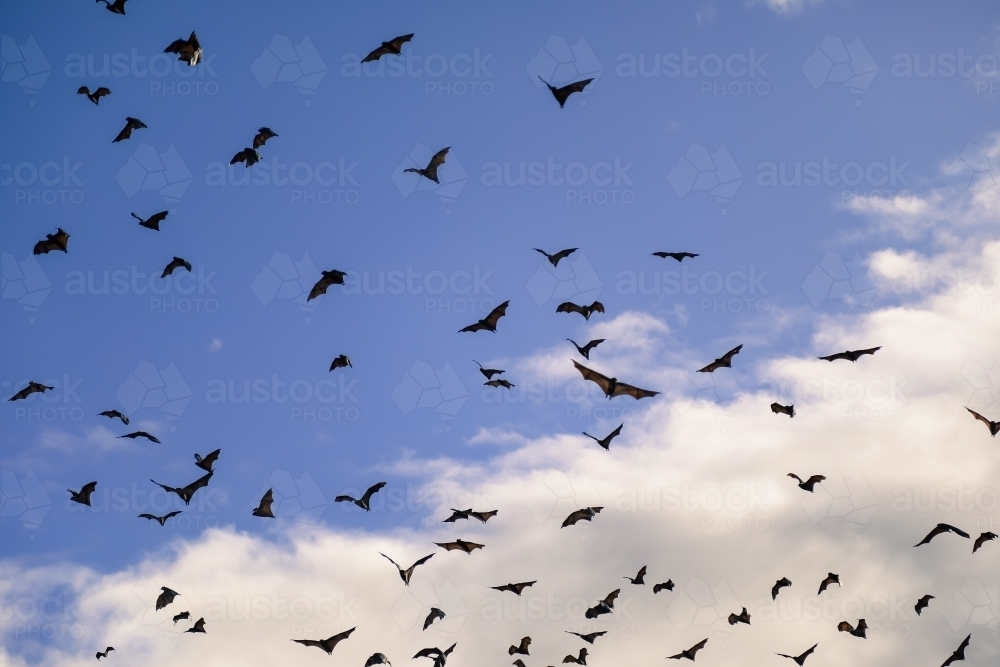 Airborne flying foxes filling a bright blue sky - Australian Stock Image