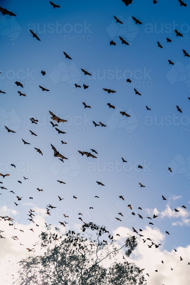 Airborne flying foxes filling a bright blue sky - Australian Stock Image