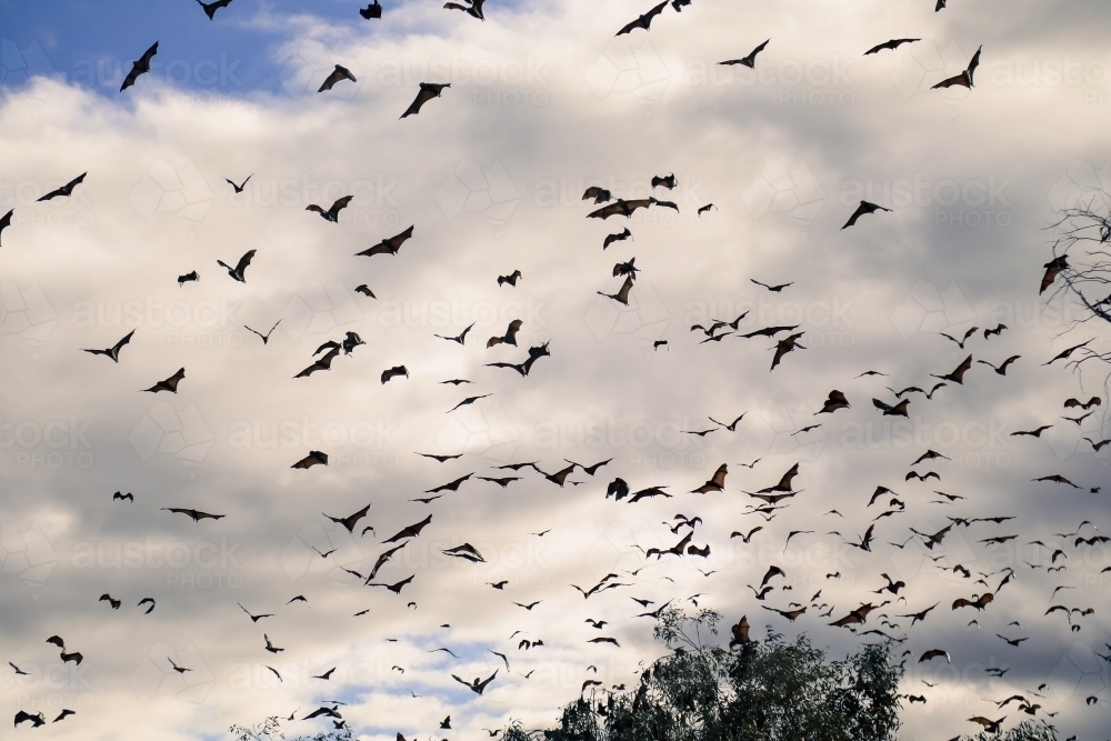 Airborne flying foxes filling a cloudy sky - Australian Stock Image