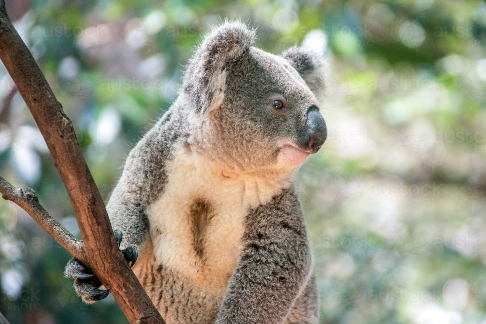 Alert koala looking out in a tree - Australian Stock Image