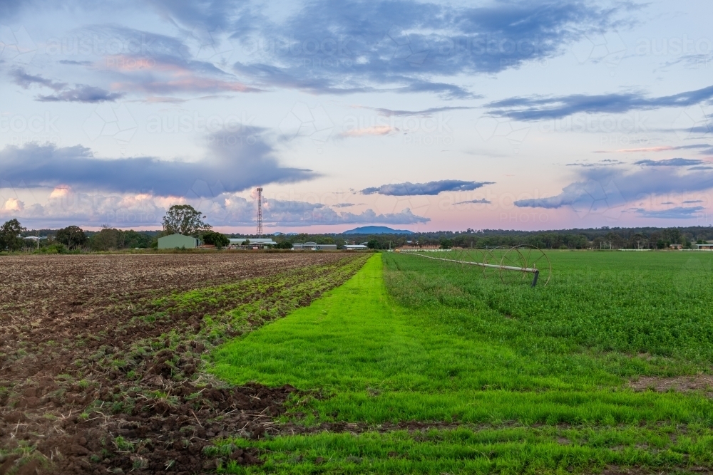 Alfalfa lucerne crop growing in farm paddock at dusk - Australian Stock Image