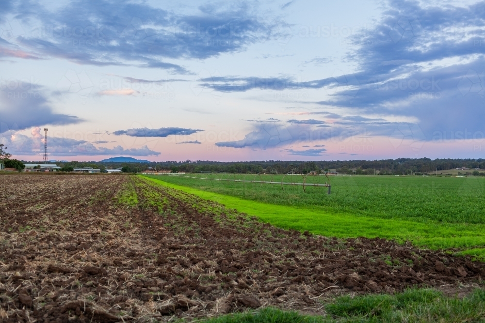 Alfalfa lucerne crop growing in farm paddock at dusk - Australian Stock Image