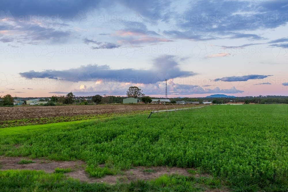 Alfalfa lucerne crop growing in farm paddock at dusk - Australian Stock Image