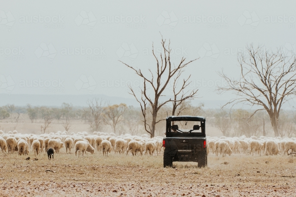 All terrain vehicle in paddock with merino sheep - Australian Stock Image