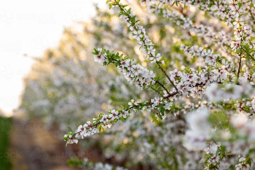 Almond Blossom - Australian Stock Image