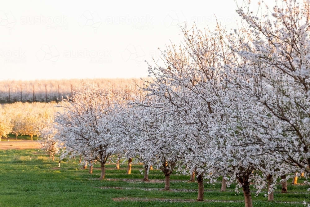 Almond Blossom - Australian Stock Image