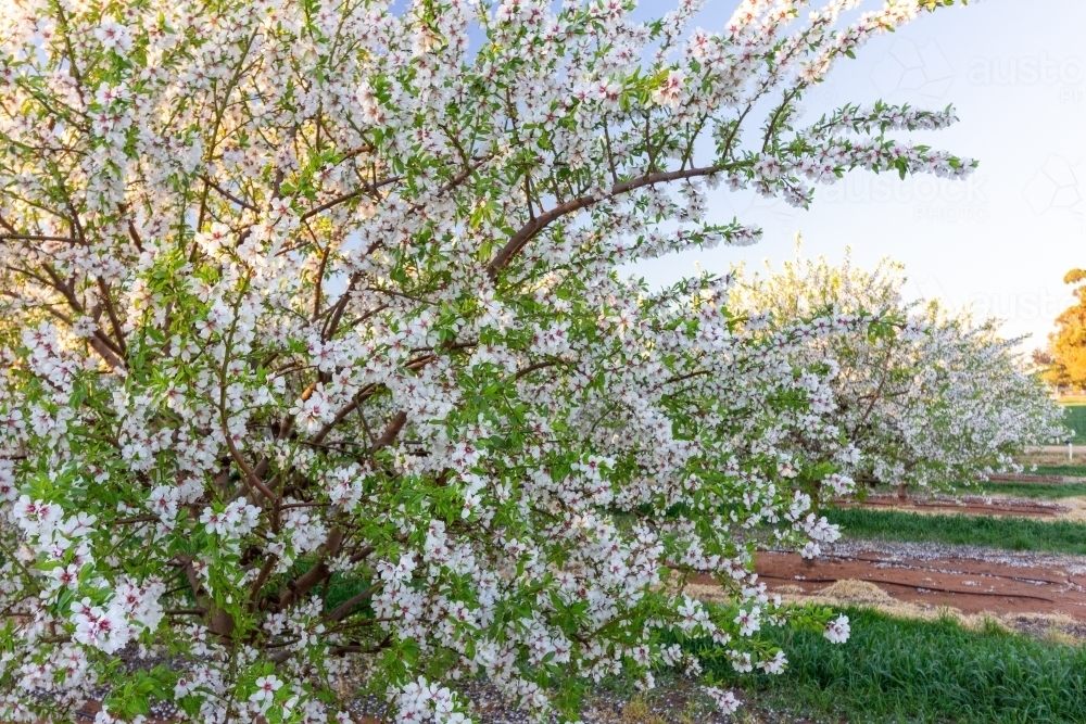 Almond Blossom - Australian Stock Image