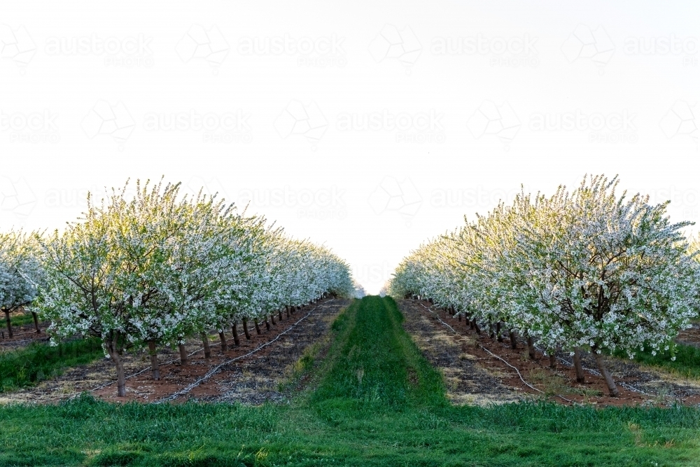 Almond Blossom - Australian Stock Image