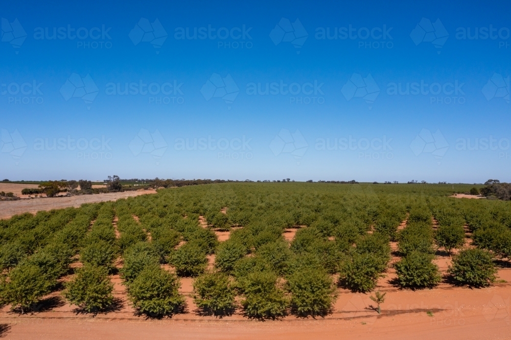 almond orchard - Australian Stock Image