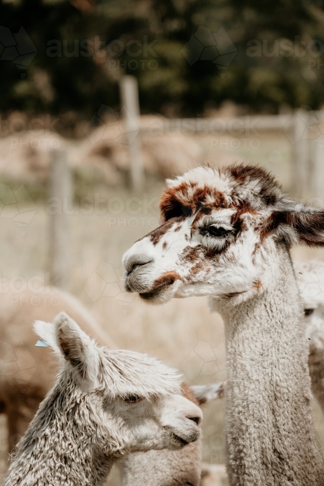 Alpaca profile - Australian Stock Image