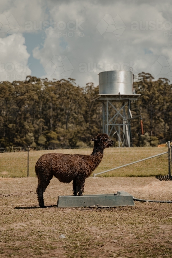 Alpaca standing drinking in a field with a water tower in the background. - Australian Stock Image