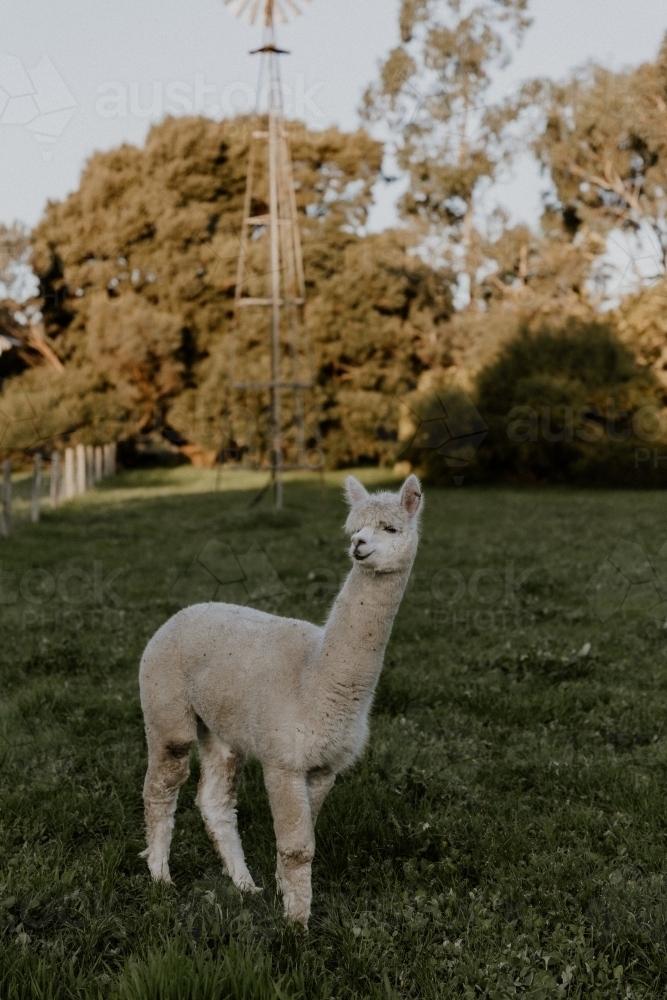 alpaca standing in a grassy field in shade - Australian Stock Image