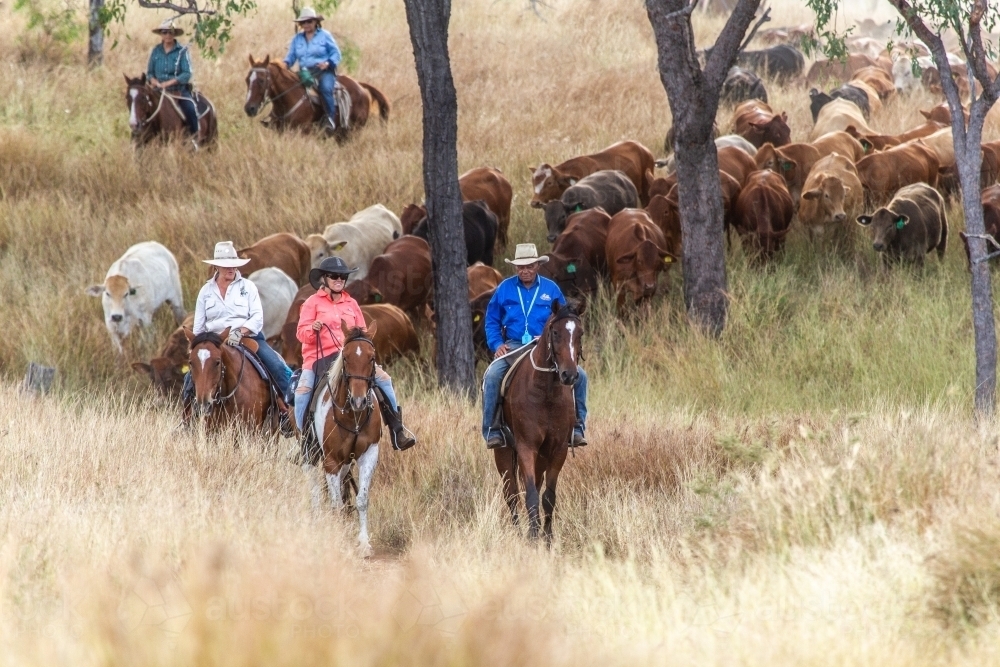 An aboriginal man and caucasian woman mustering a mob of cattle. - Australian Stock Image