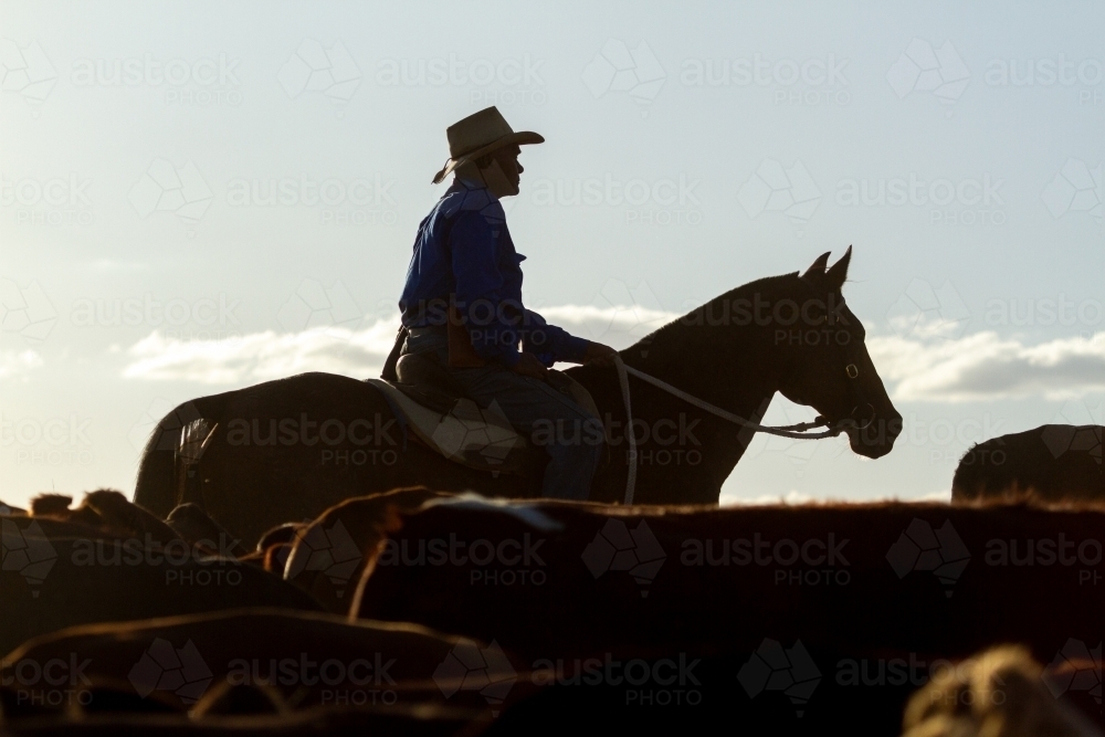 An aboriginal stockman mustering a mob of cattle. - Australian Stock Image