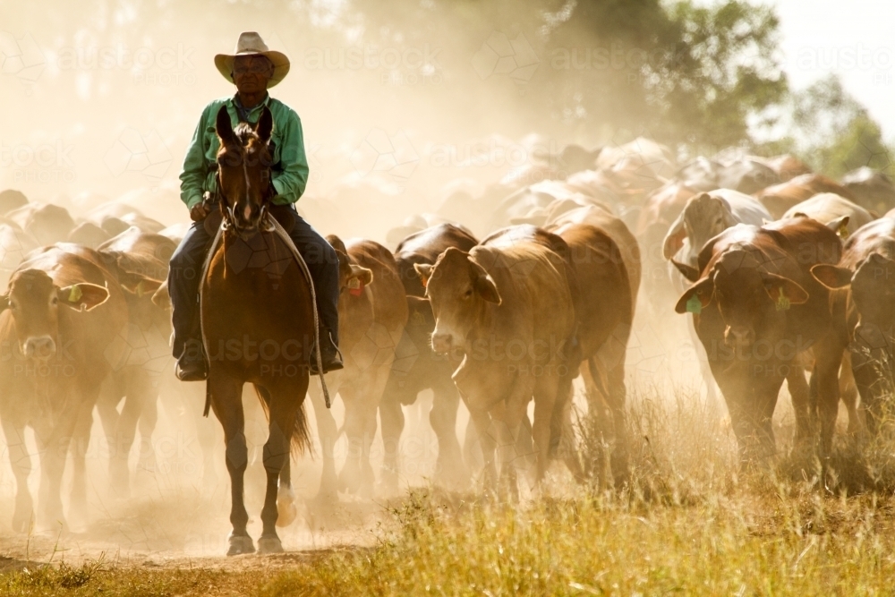 An aboriginal stockman mustering a mob of cattle on the move in the dust. - Australian Stock Image