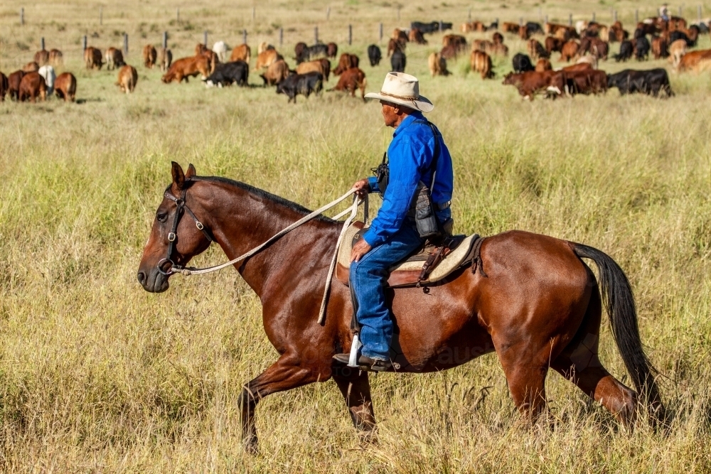 An aboriginal stockman riding horse around a mob of cattle. - Australian Stock Image