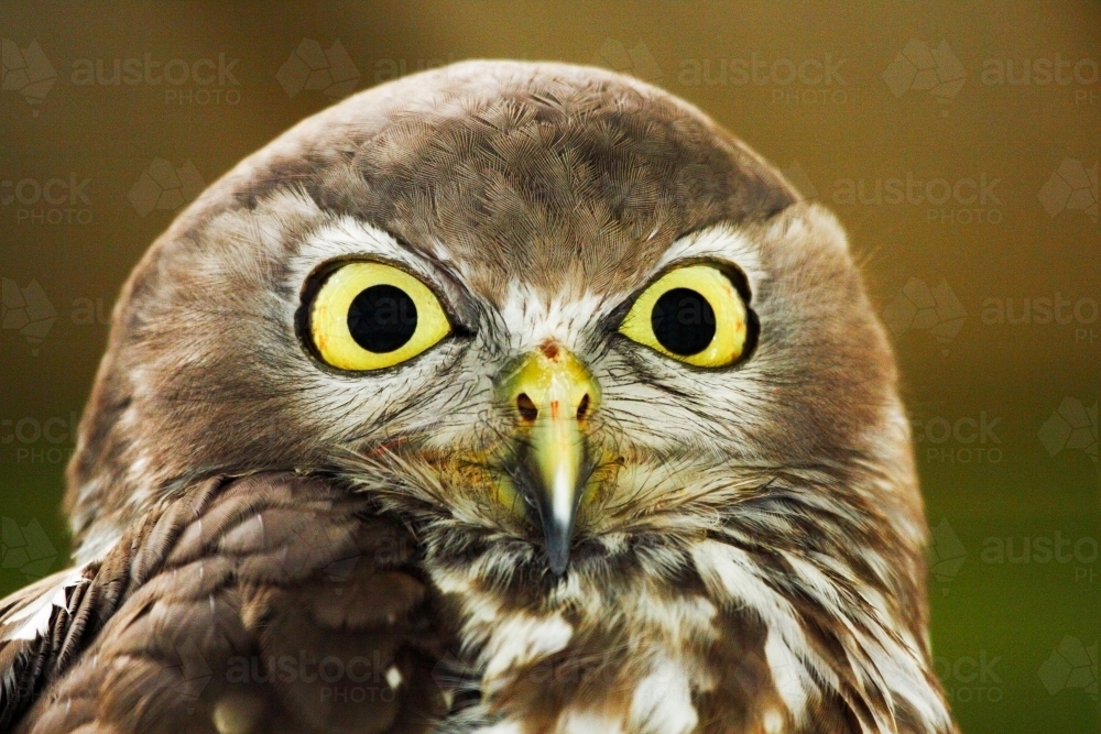 An alert Barking Owl - Australian Stock Image