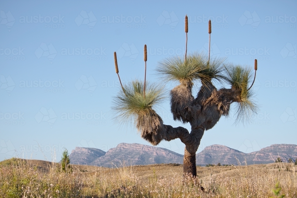 An ancient grass tree on arid land in the Flinders Ranges - Australian Stock Image