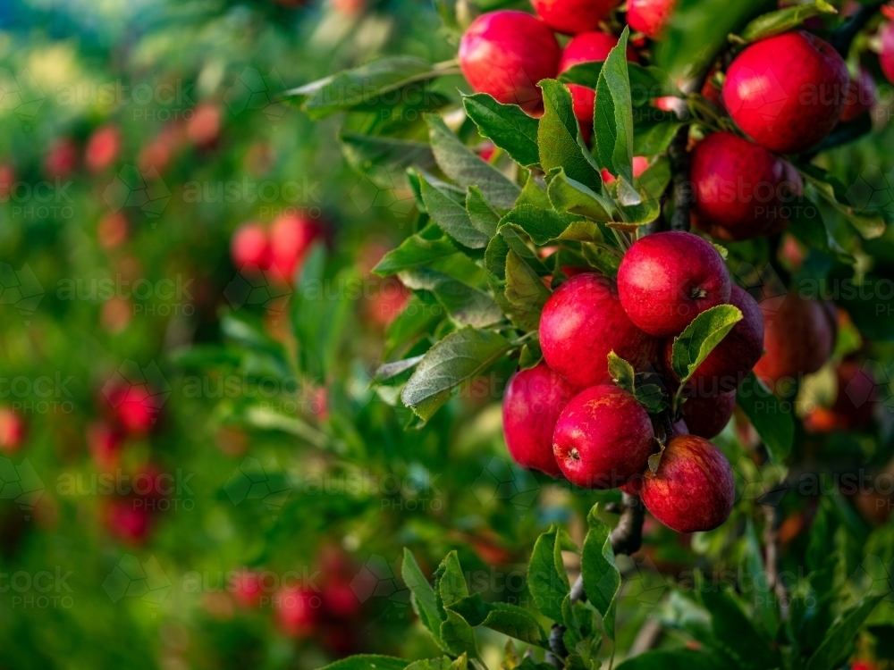 An apple tree loaded with shiny red fruit - Australian Stock Image