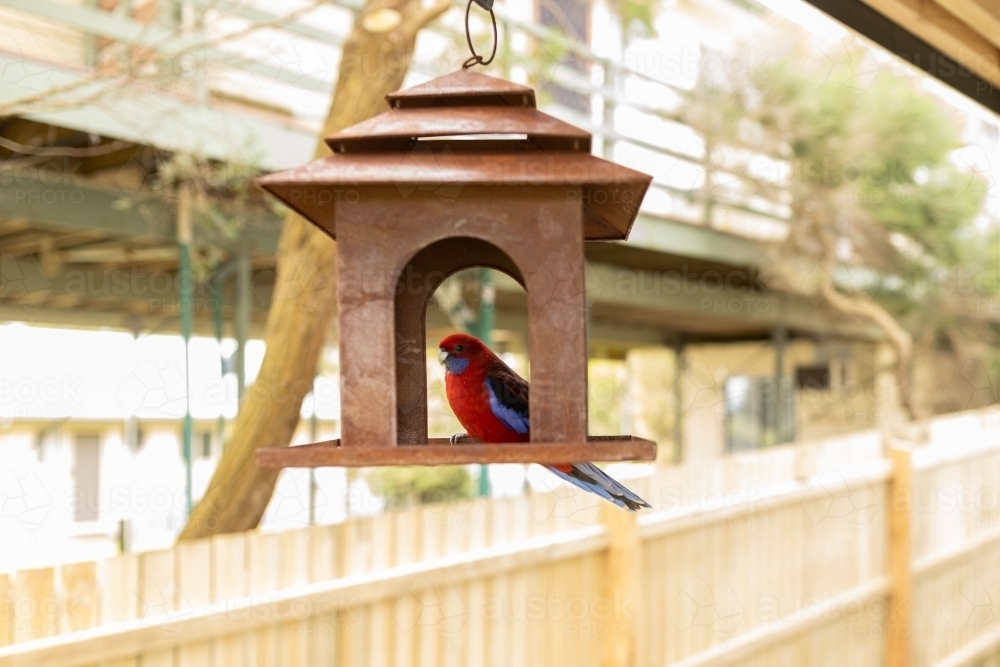 An australian crimson rosella parrot sitting on a bird feeder - Australian Stock Image