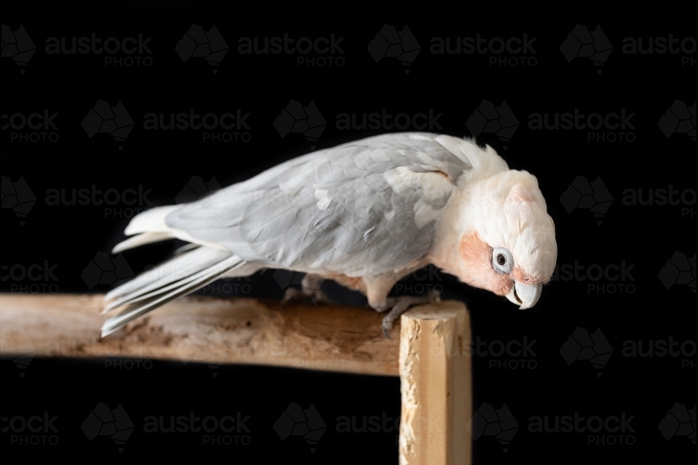 an Australian galah corella hybrid parrot on a black background - Australian Stock Image