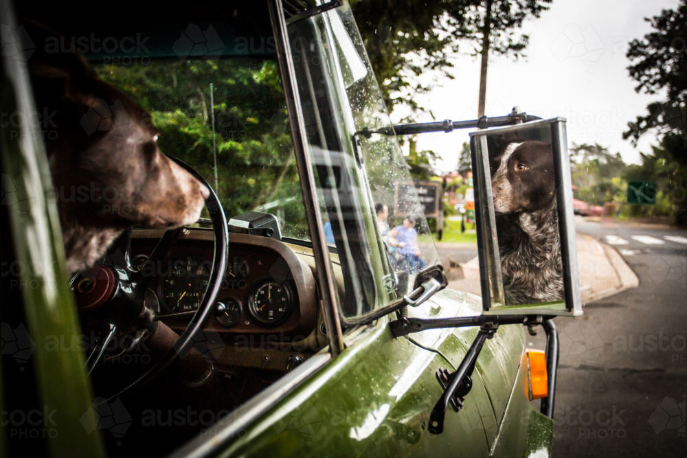 An Australian Kelpie dog in the driver's seat of an old classic car in Kuranda, Queensland - Australian Stock Image