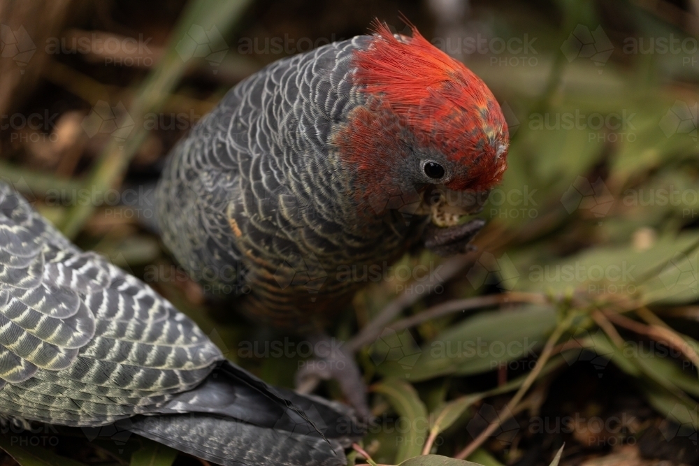 An Australian male endangered gang gang cockatoo eating a nut - Australian Stock Image