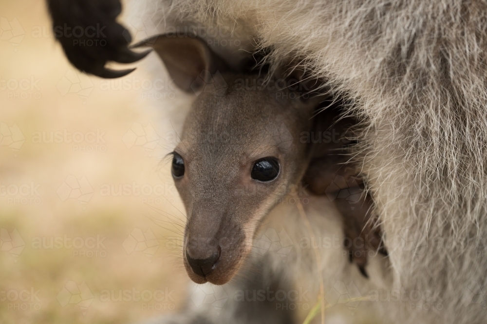 An Australian marsupial baby red necked wallaby joey (Macropus rufogriseus) head out of pouch - Australian Stock Image