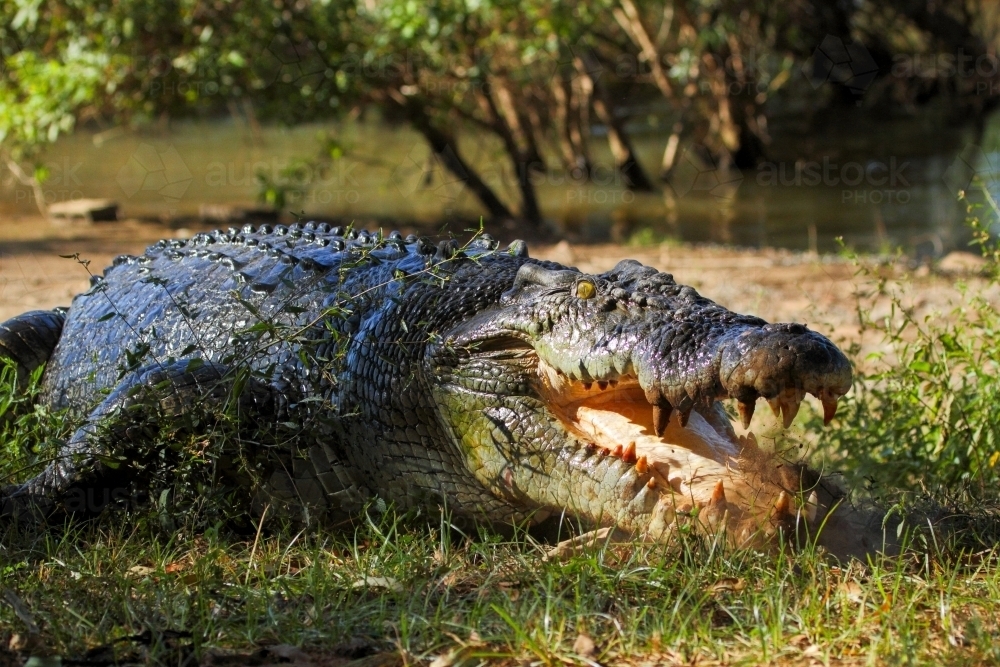 An Australian saltwater crocodile on a riverbank in the Kimberley. - Australian Stock Image