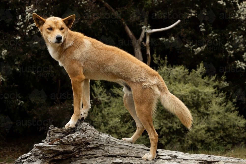 An Australian vulnerable animal, wild dingo with orange fur (Canis lupus dingo) - Australian Stock Image