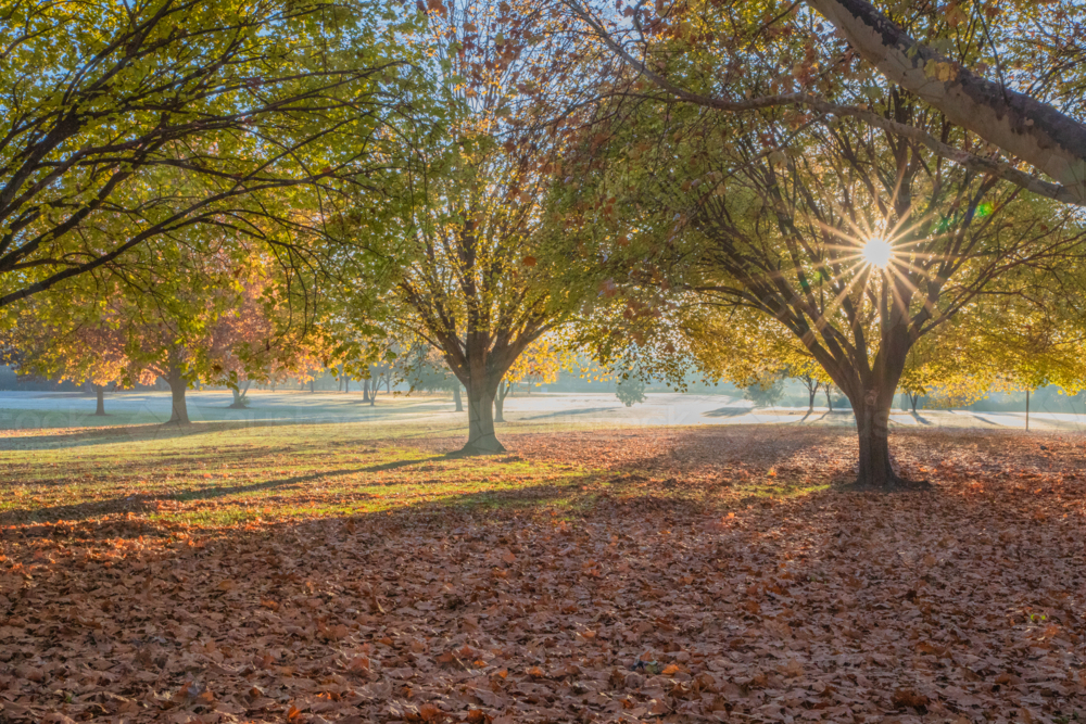 An autumn scene with golden leaves on the ground and early morning rays of sun - Australian Stock Image