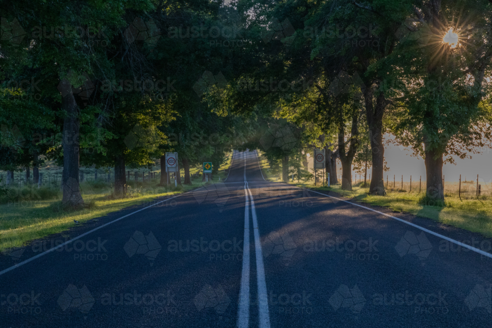An avenue of trees with morning sunshine and a country highway - Australian Stock Image