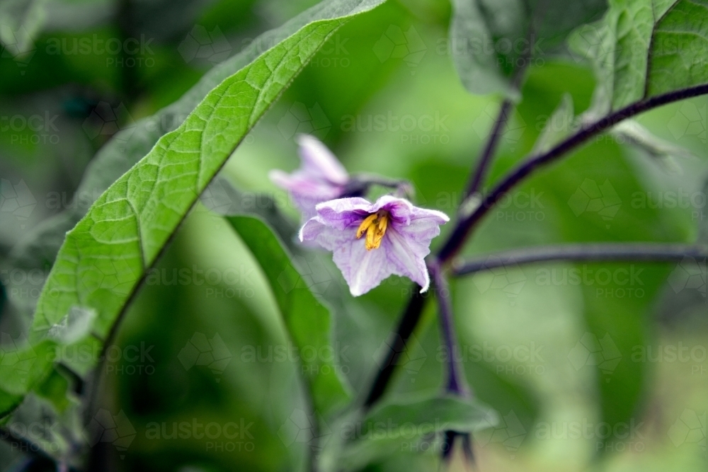 An eggplant flower - Australian Stock Image