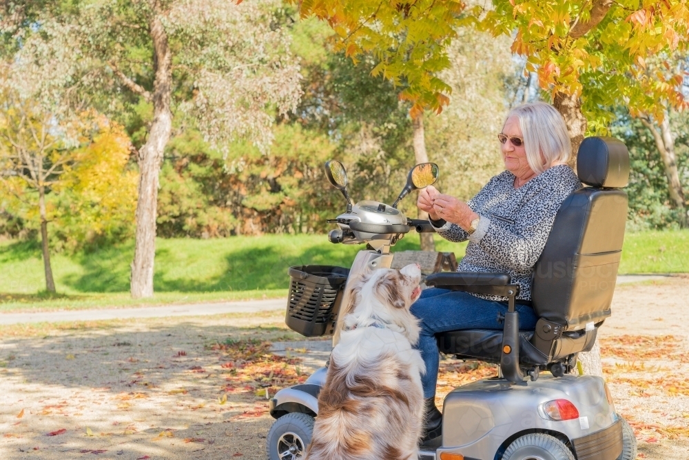 An elderly woman in a mobility scooter with her dog in an Autumn setting - Australian Stock Image