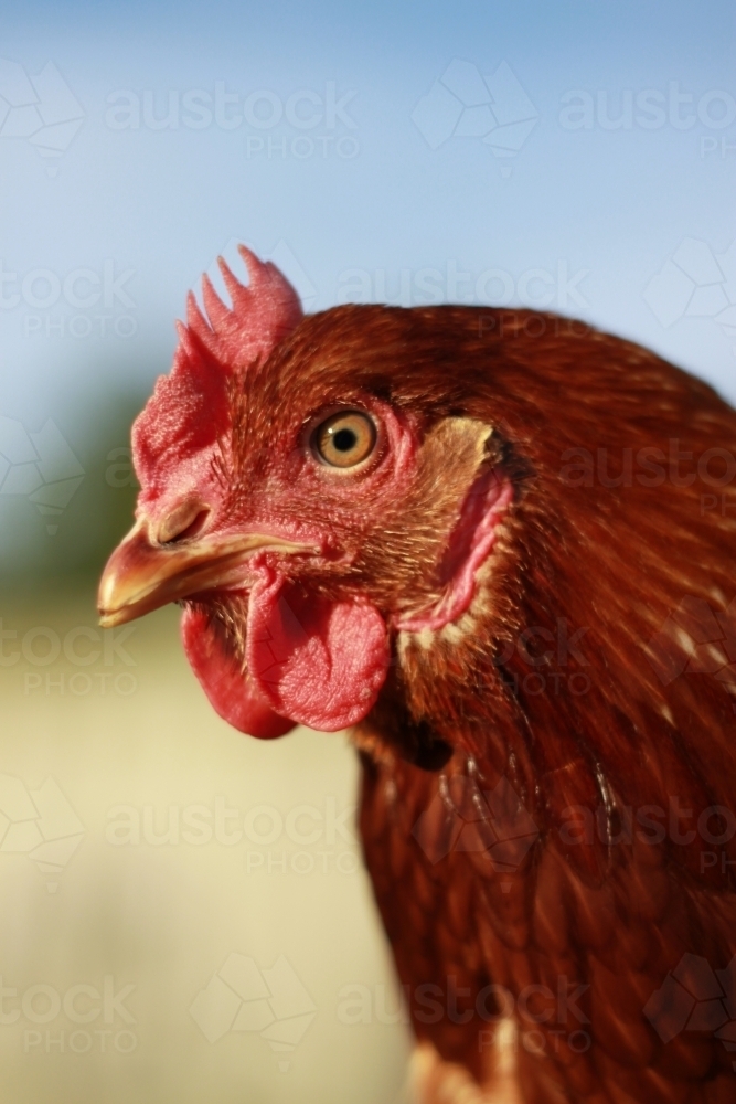 An isa brown chicken - Australian Stock Image