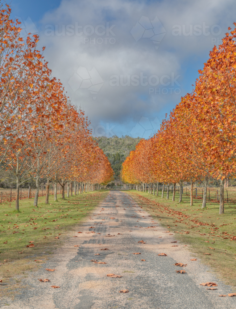 An old country driveway lined by an avenue of trees with autumn leaves - Australian Stock Image