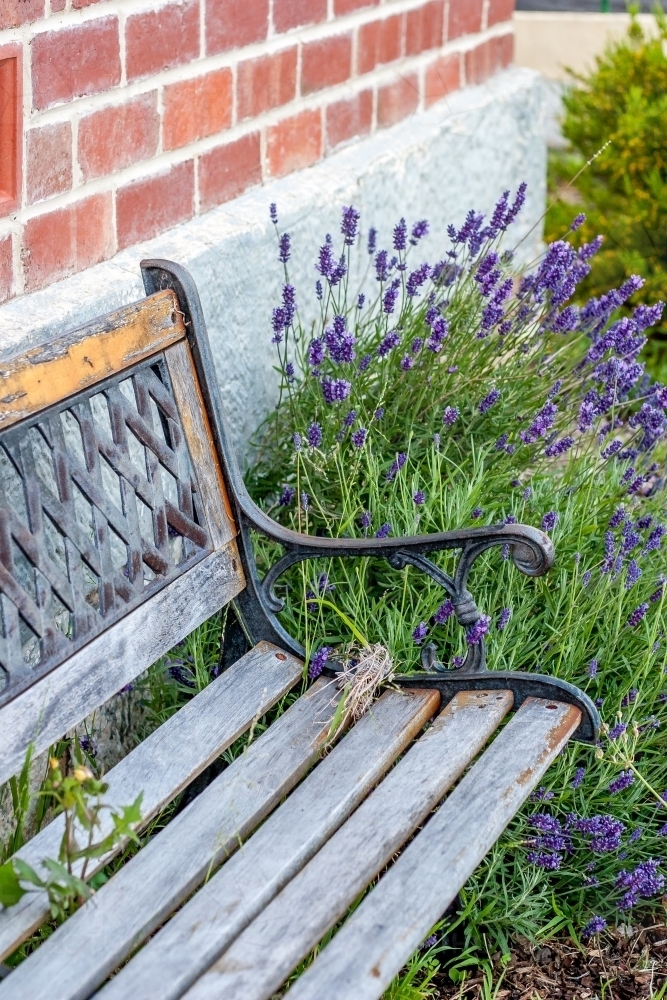 An old park bench nestled in a cottage garden - Australian Stock Image