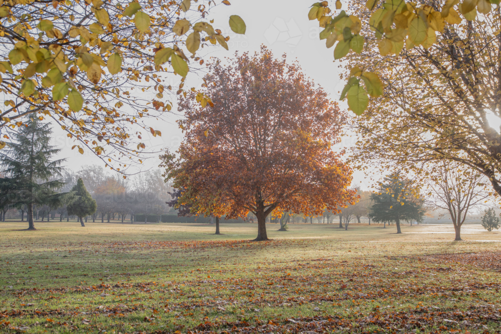 An orange autumn tree framed by autumn leaves in a park - Australian Stock Image