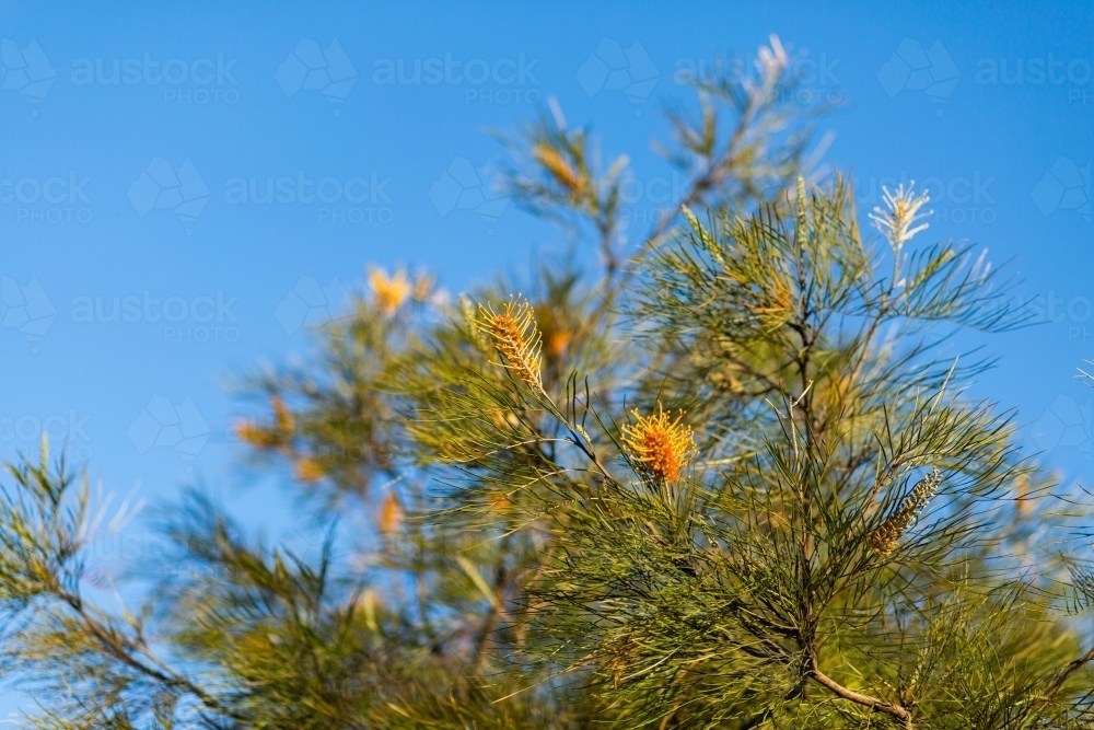 An orange native Australian flowering plant, grevillea (proteaceae) - Australian Stock Image