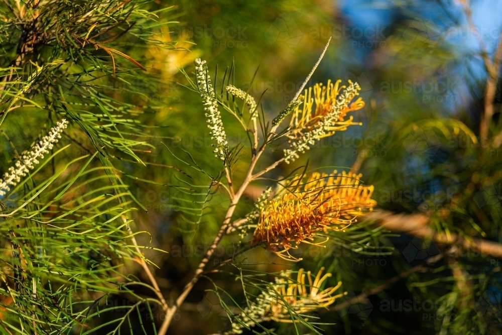 An orange native Australian flowering plant, grevillea (proteaceae) - Australian Stock Image