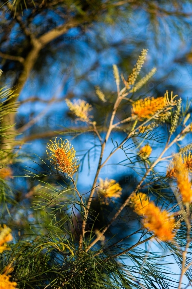 An orange native Australian flowering plant, grevillea (proteaceae) - Australian Stock Image