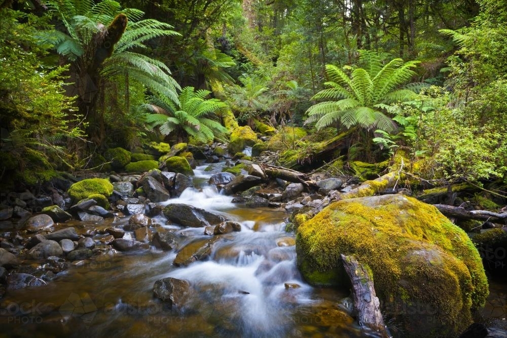 An unnamed creek - Australian Stock Image