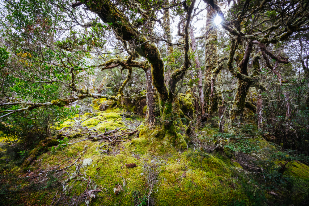 Ancient Myrtle Beech forest on the Arm River Track near the Overland Track on a cool autumn morning - Australian Stock Image