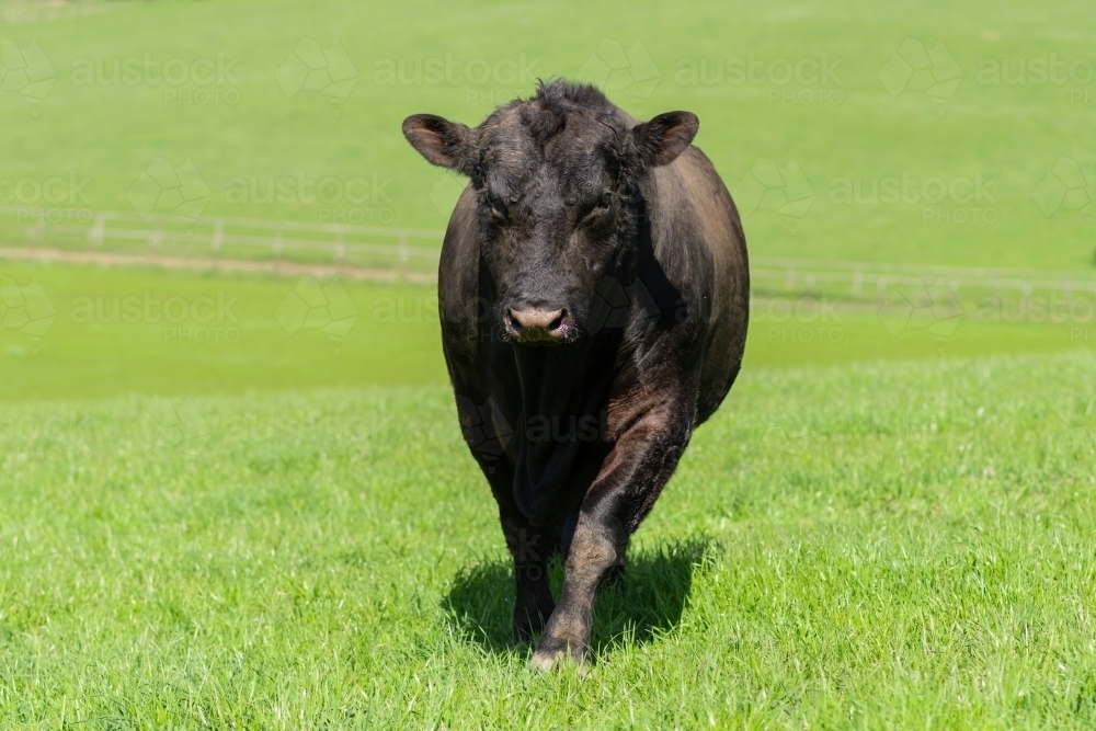 angus bull in paddock - Australian Stock Image