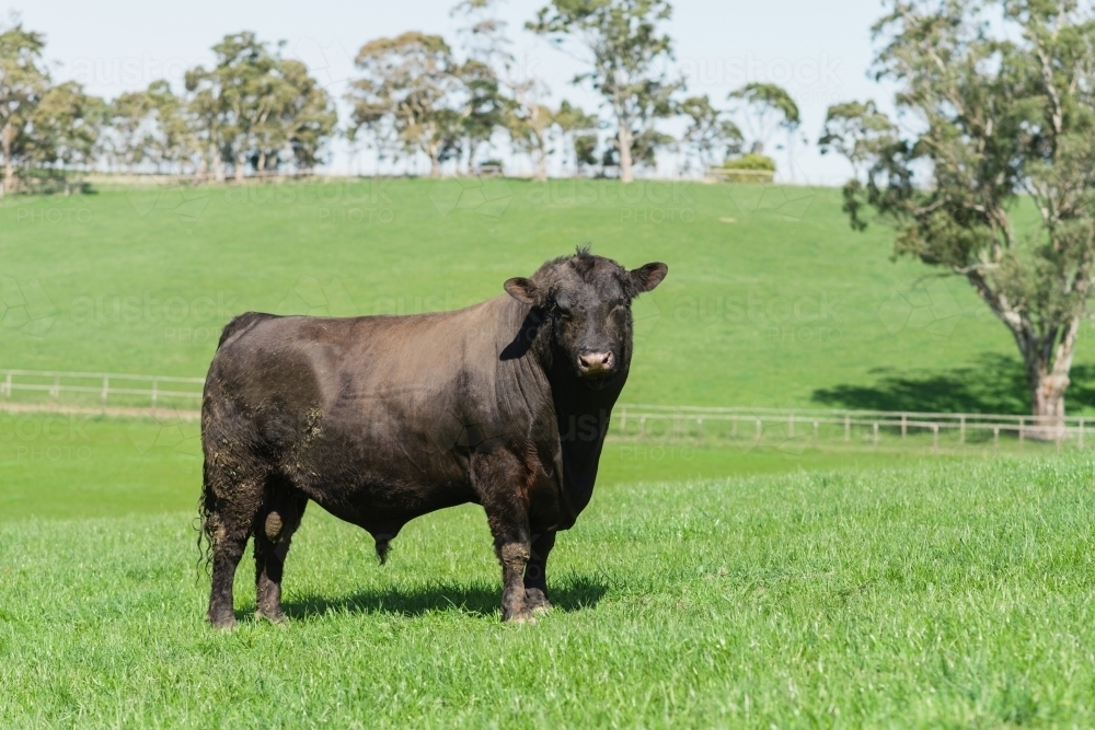 angus bull in paddock - Australian Stock Image