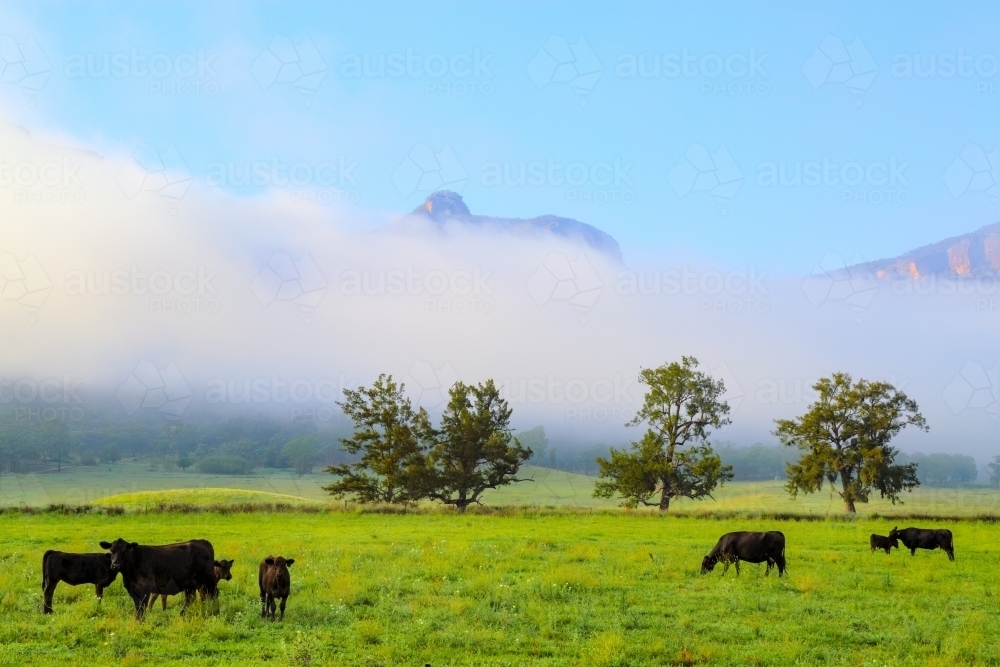 Angus cattle grazing on a lush pasture beneath morning fog - Australian Stock Image